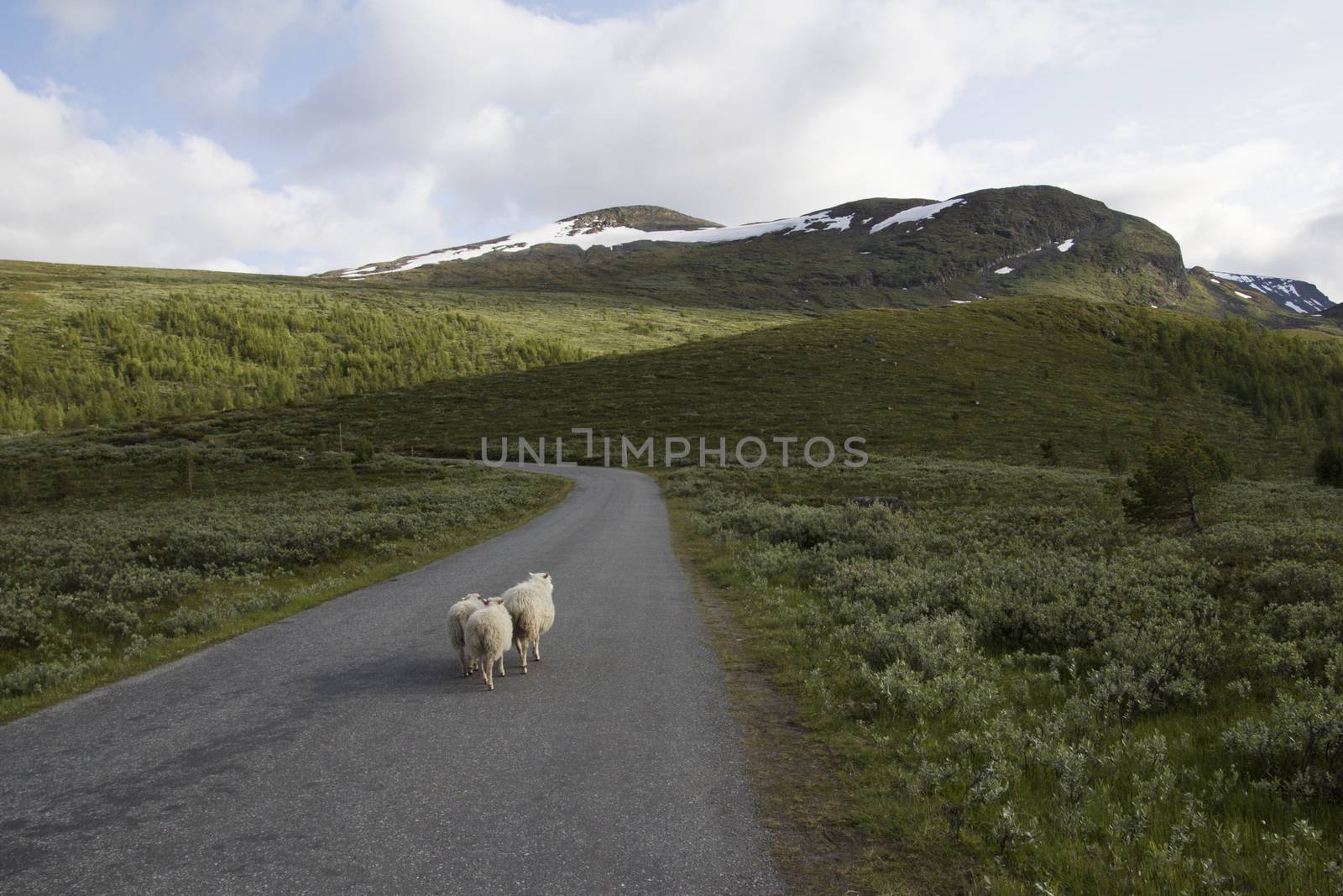 Sheeps on mountain in joutunheimen by eswaran