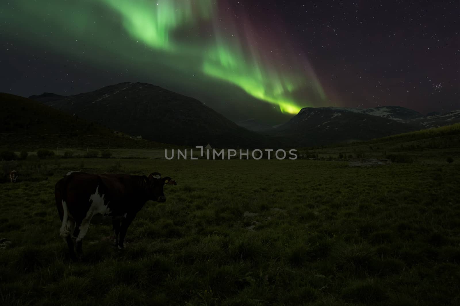 A cow in Norwegian mountains with Aurora by eswaran