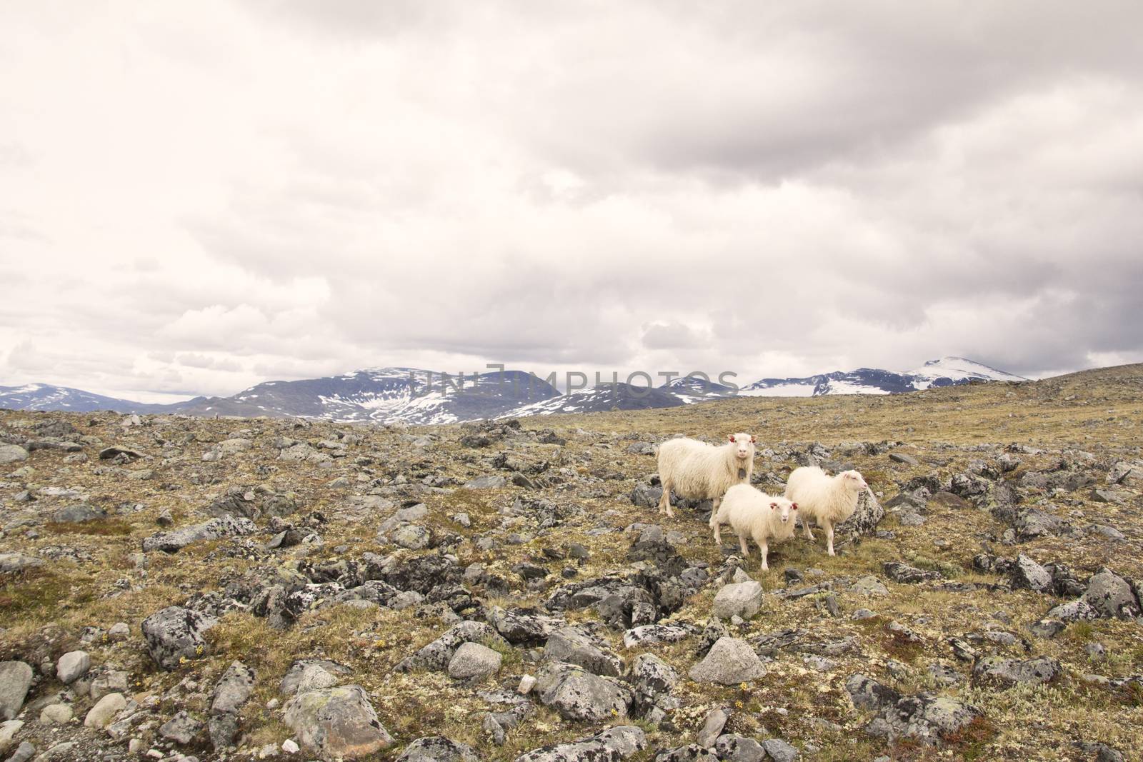 Sheeps on mountain in joutunheimen in norway