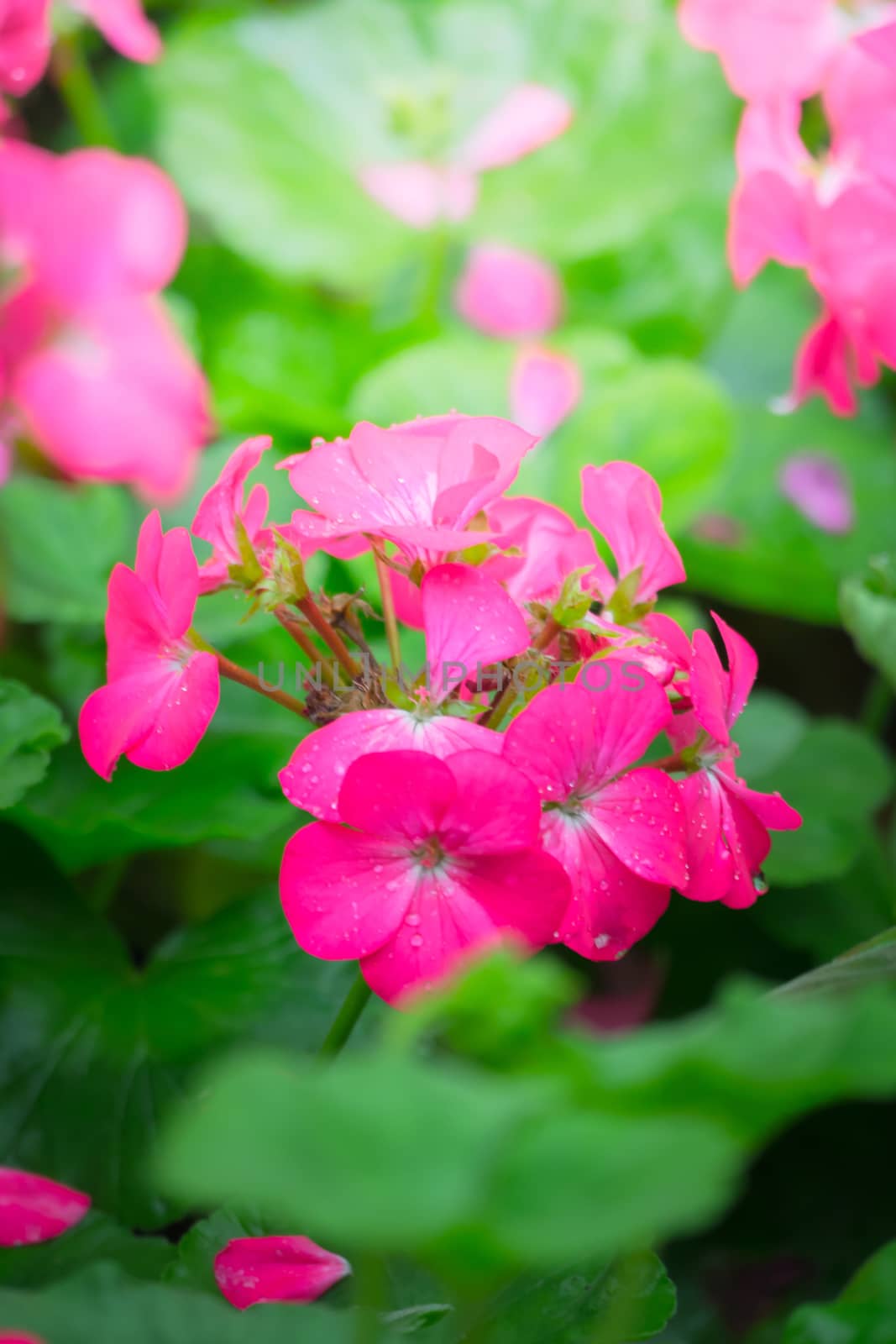 The background image of the colorful flowers, background nature