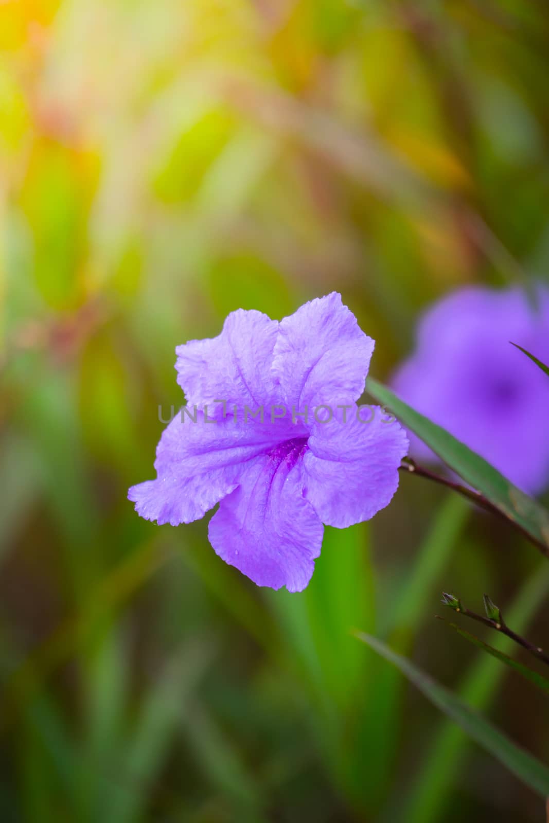 The background image of the colorful flowers, background nature