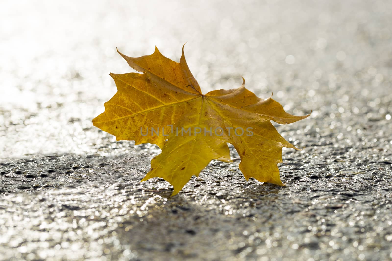 Yellow Maple Leaf on Tarmac.