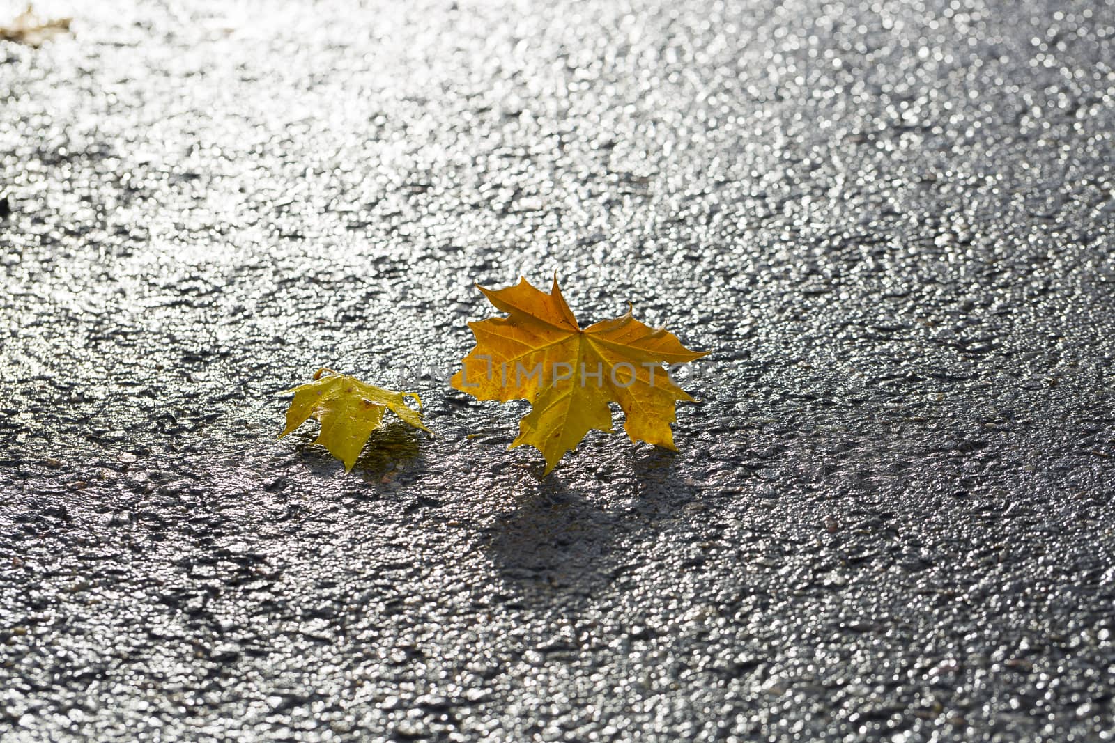Pair of Maple Leaves on Tarmac.
