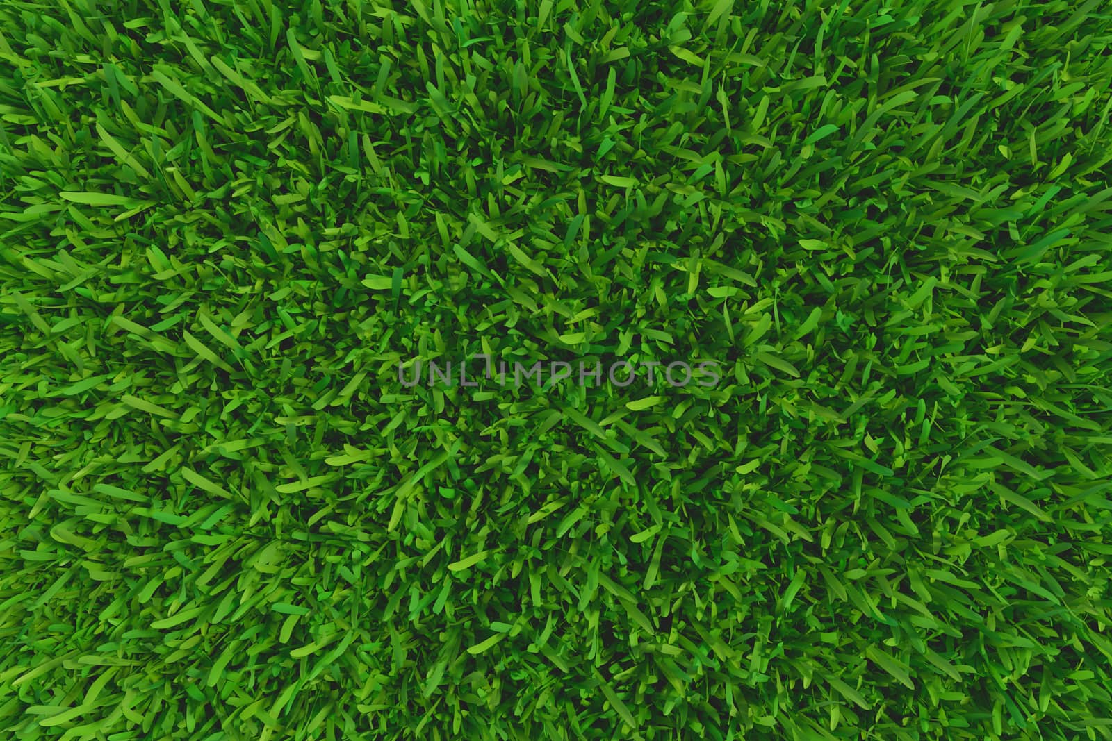 Green grass. background texture. fresh spring green grass. 3d rendering