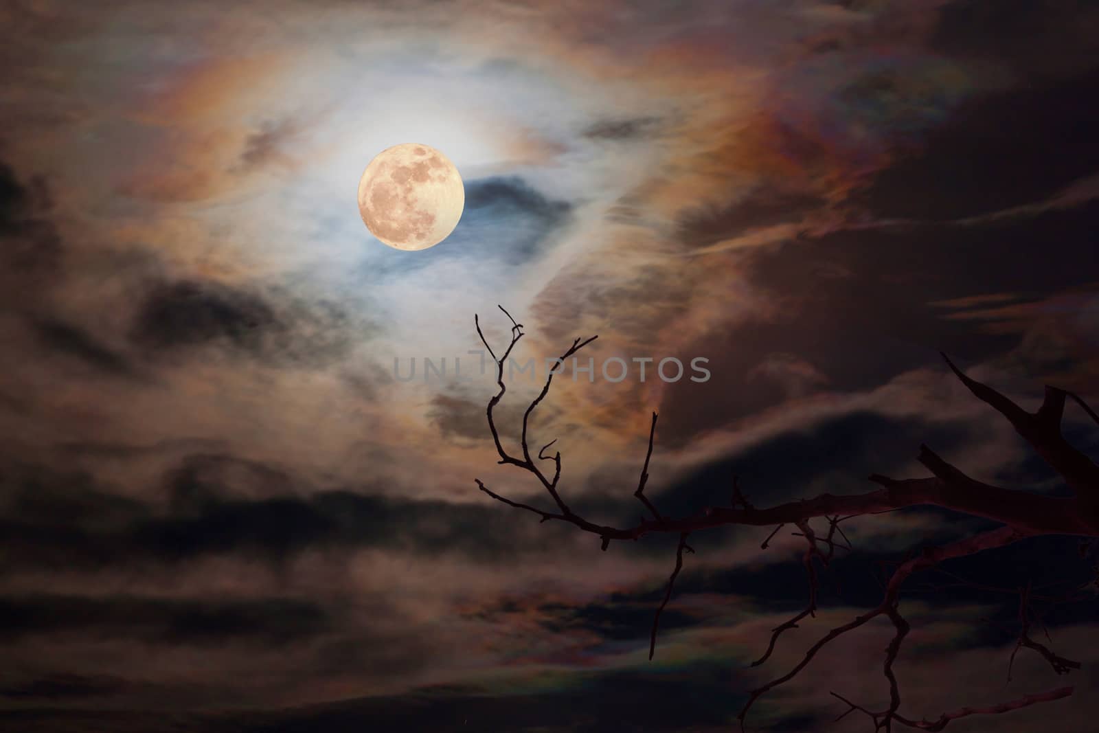full moon in dark sky background a silhouette and dry dead trees