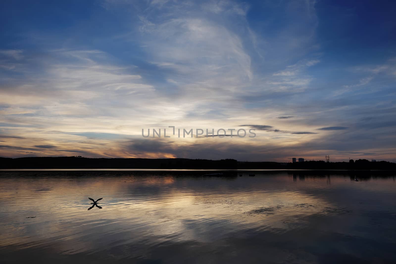 Sunset on the city pond with the reflection of the sky in the water and the seagull