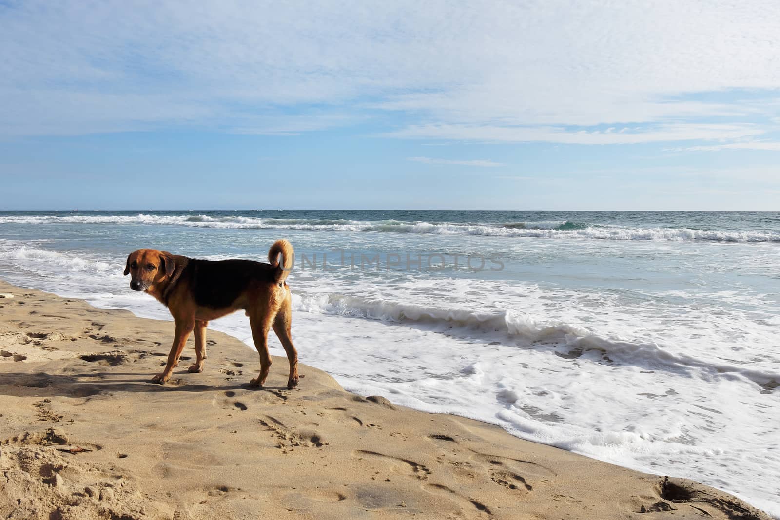 a simpe dog on the shores of the Indian Ocean