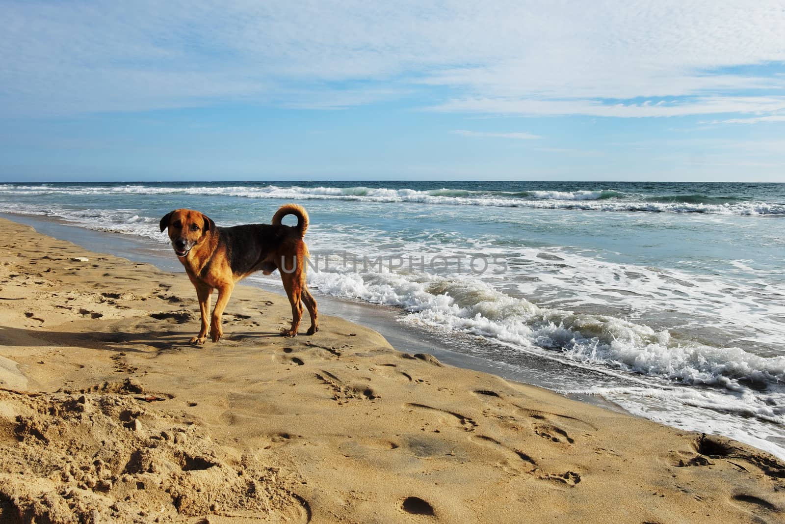 a simpe dog on the shores of the Indian Ocean