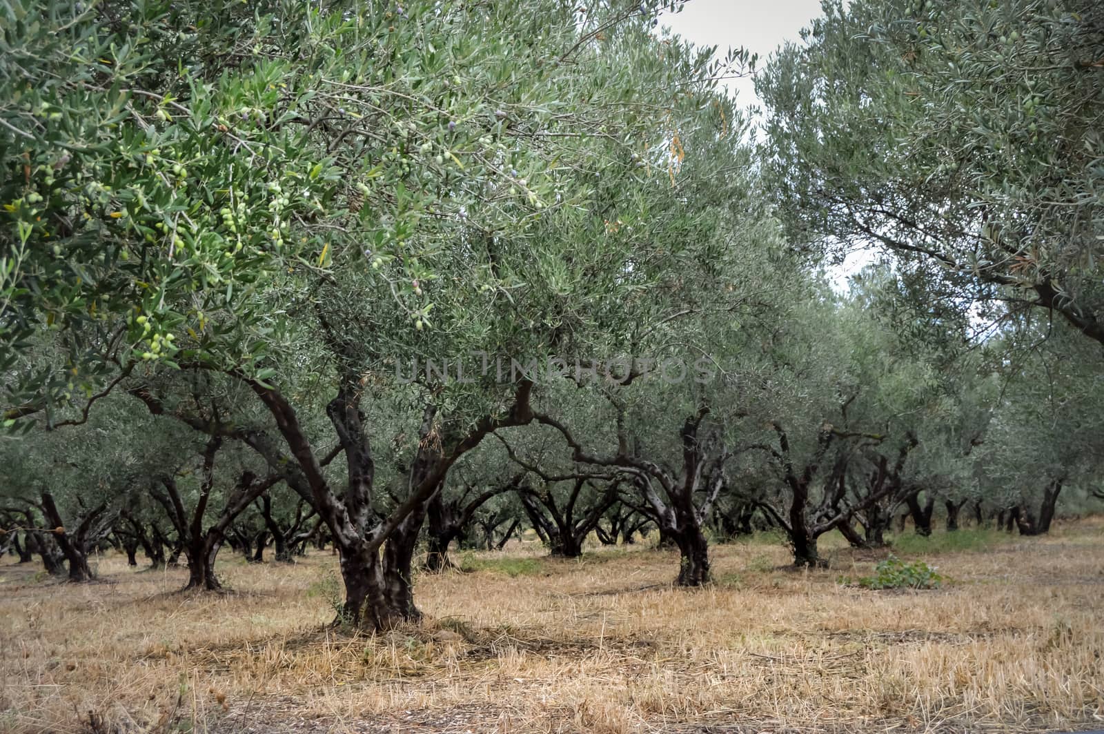 Field of olive trees in the center of the island of Crete in Greece