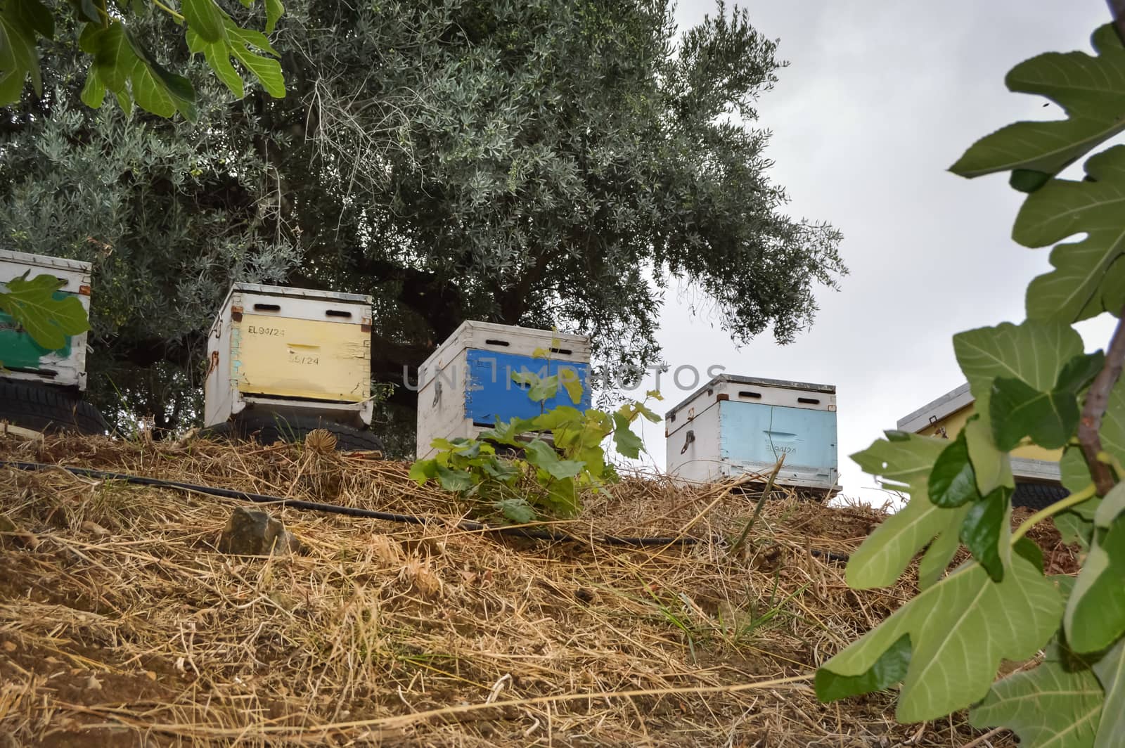 Several hives of different colors pose on tires in the countryside on the island of Crete