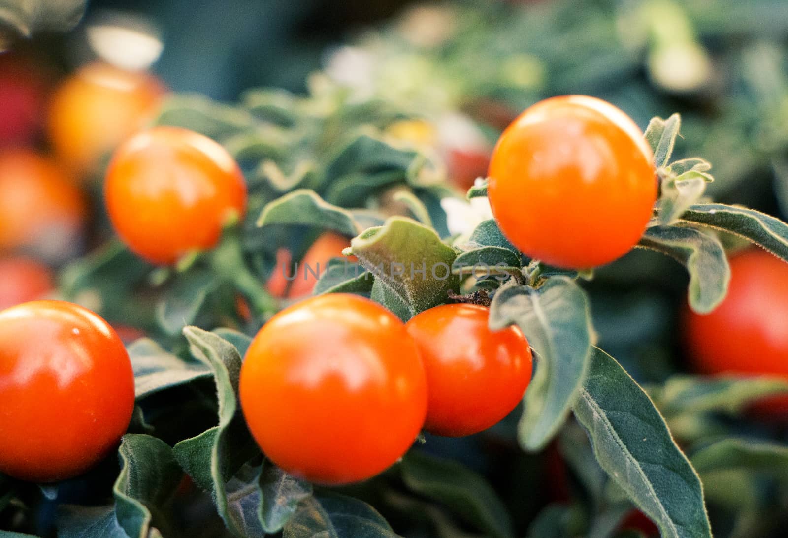 Closeup on small orange berries in autumn.