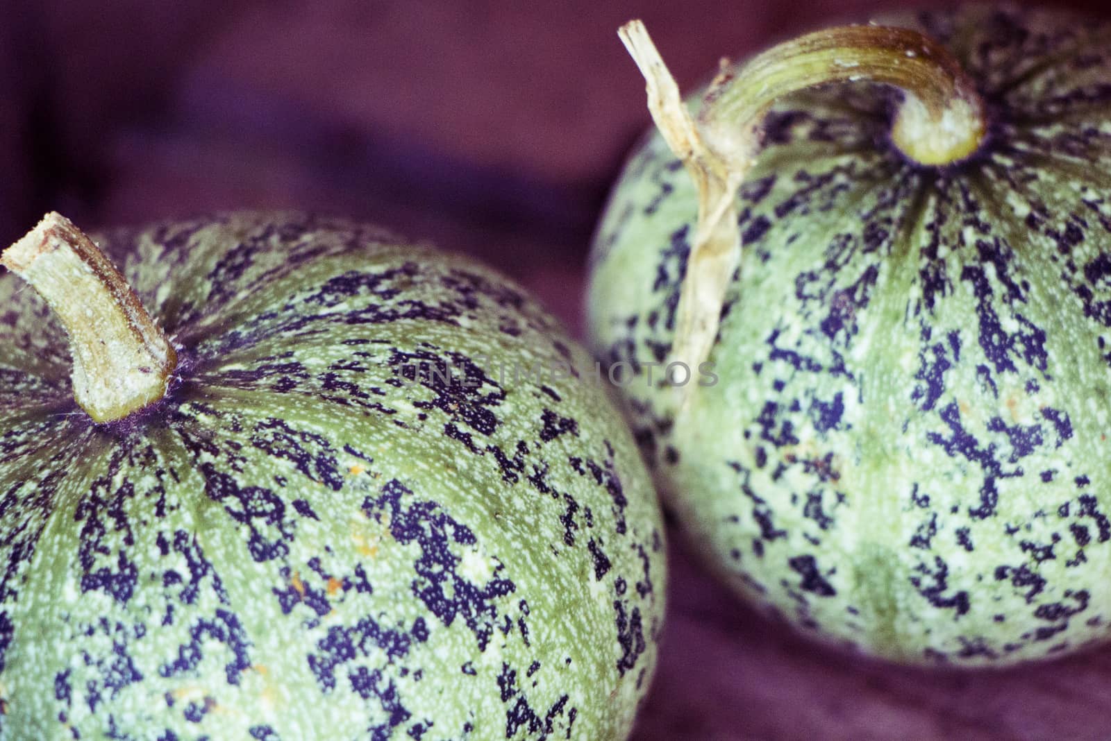 Two nice green decorative pumpkins in Halloween.