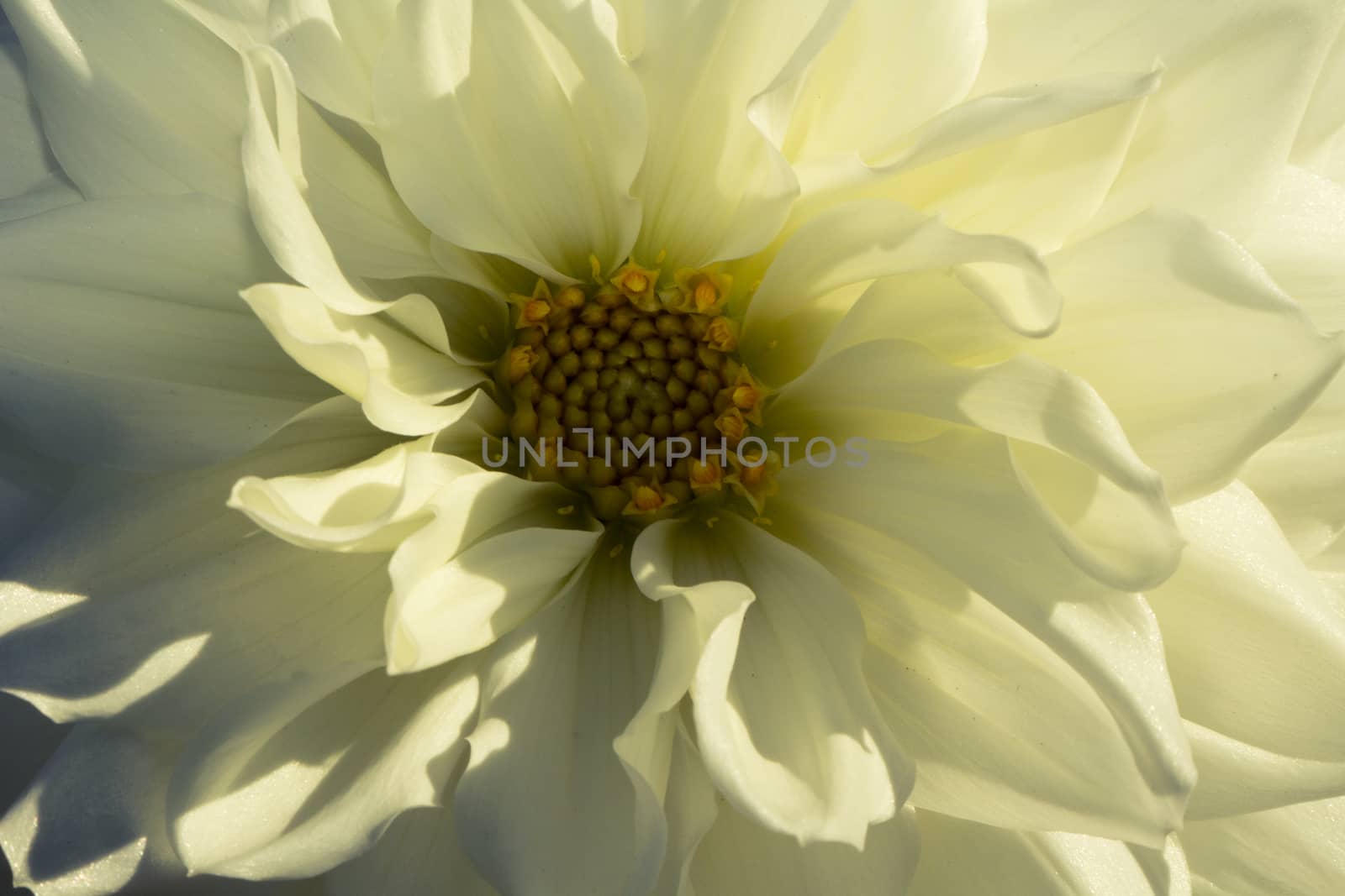 Symmetrical white and yellow flower in autumn.