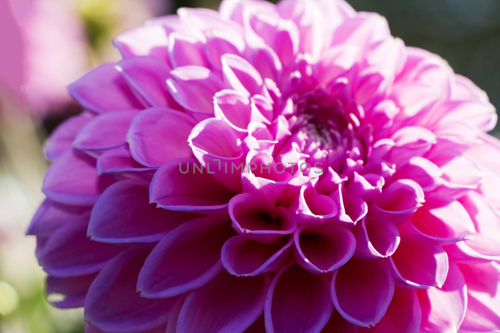 Symmetrical pink flower in sunlight in autumn.
