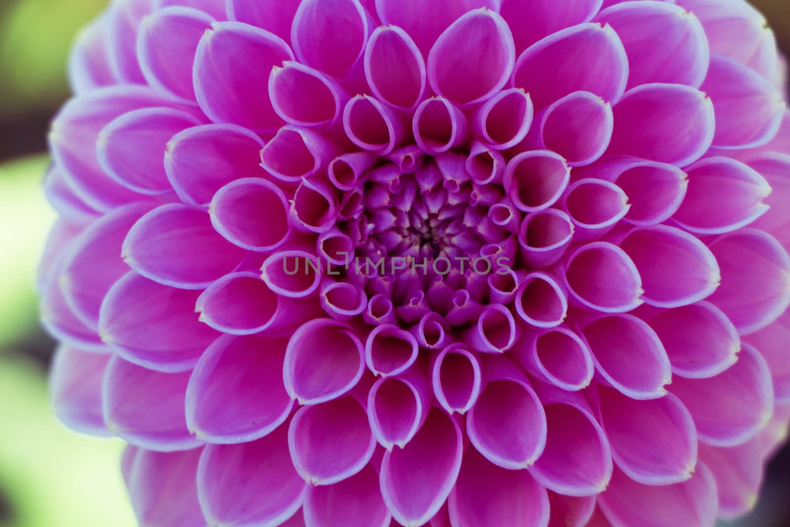Closeup on symmetrical pink flower in autumn.