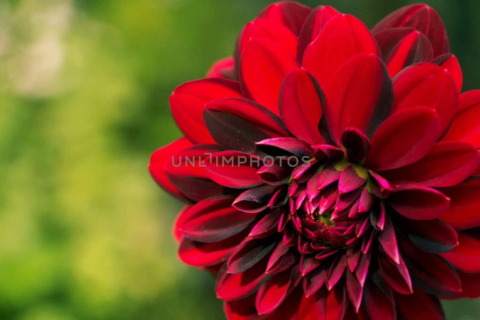 Closeup on red flower by Mads_Hjorth_Jakobsen