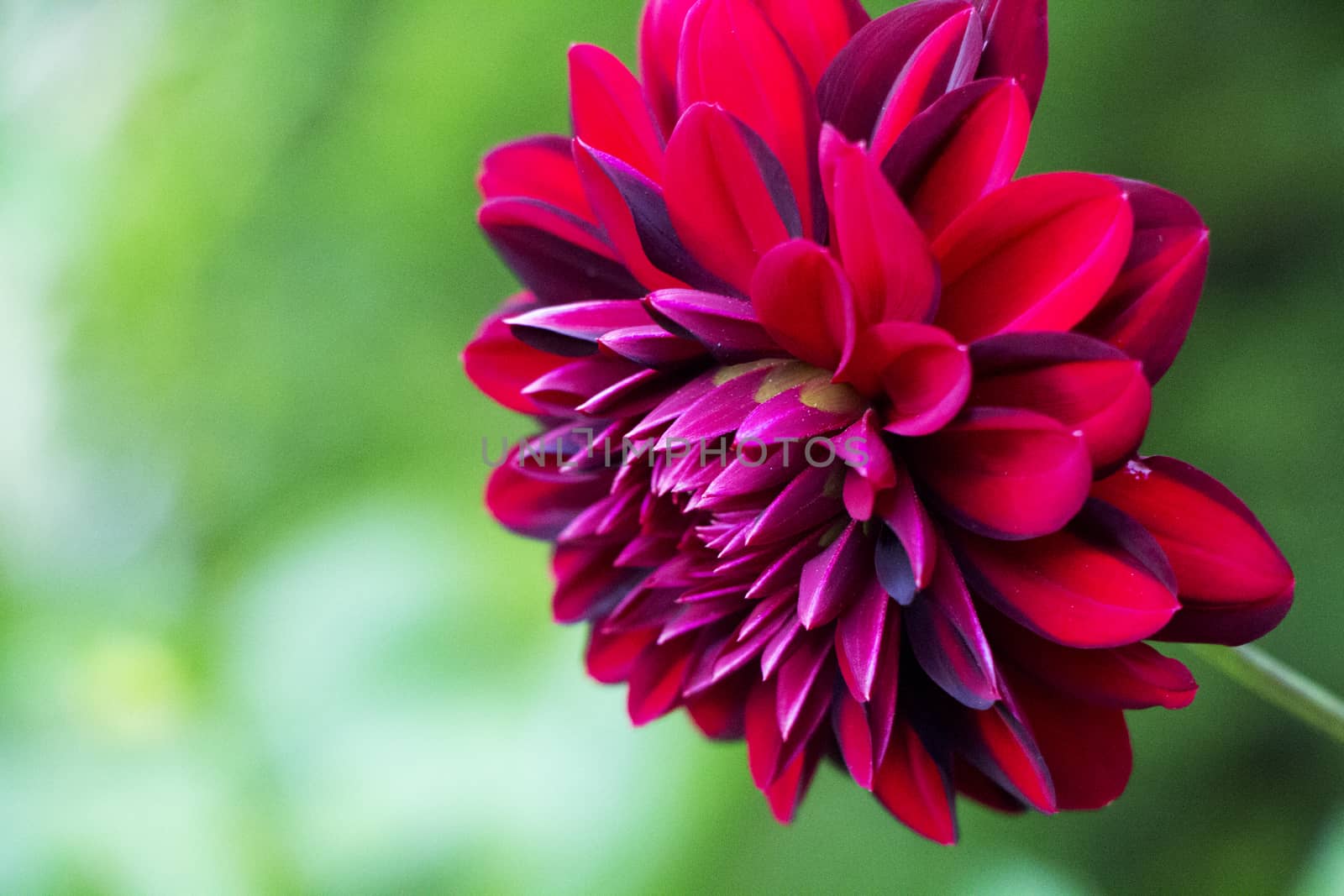 Red dark flower closeup with green background.