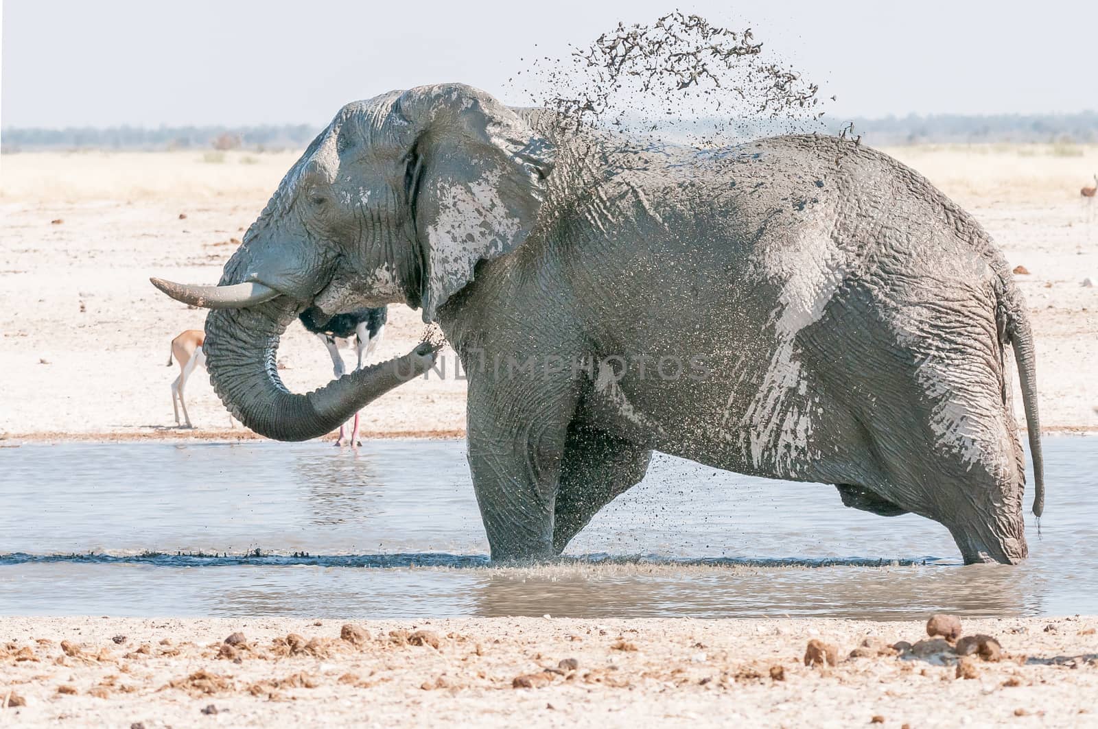 An African elephant, Loxodonta africana, taking a mud bath at a waterhole in Northern Namibia