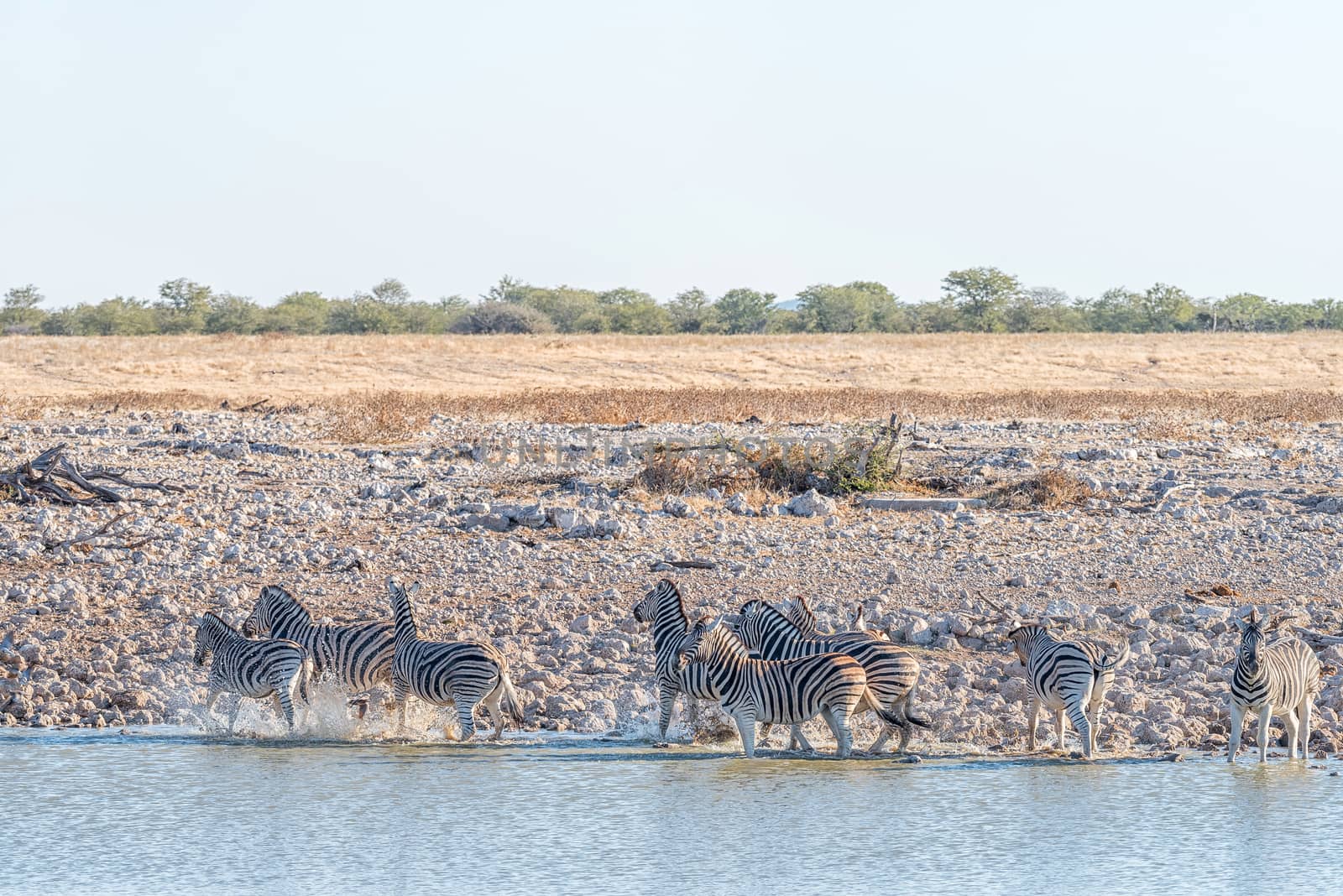 Burchells zebras, Equus quagga burchellii, at a waterhole in Northern Namibia at sunset