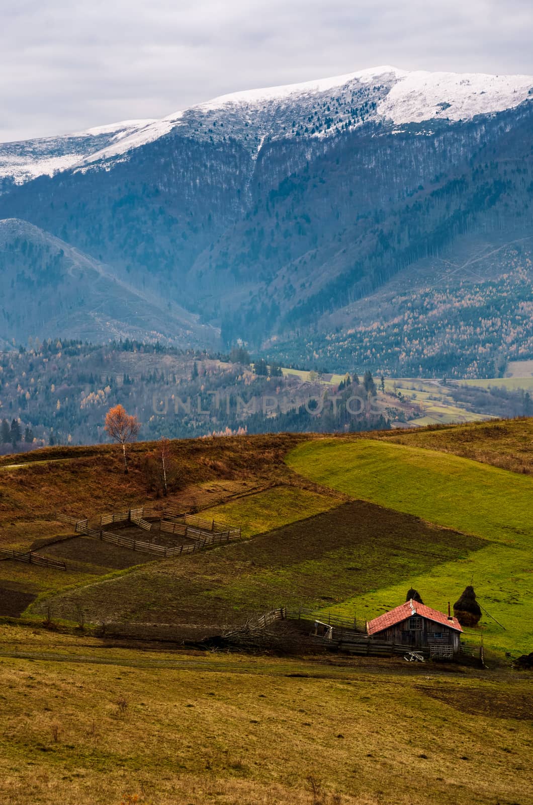 barn and lonely tree on hillside in high mountains by Pellinni