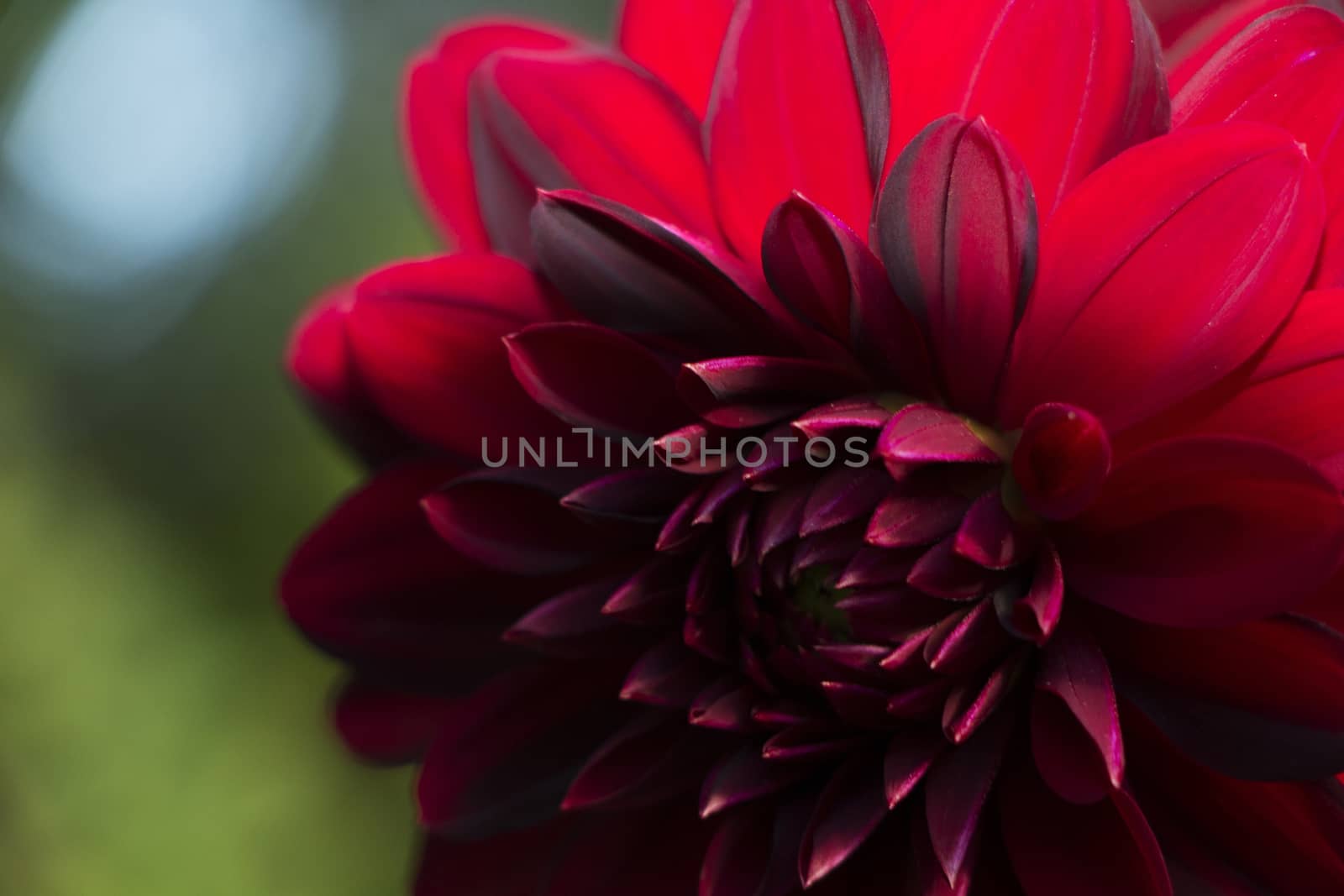Low key closeup on dark red flower.