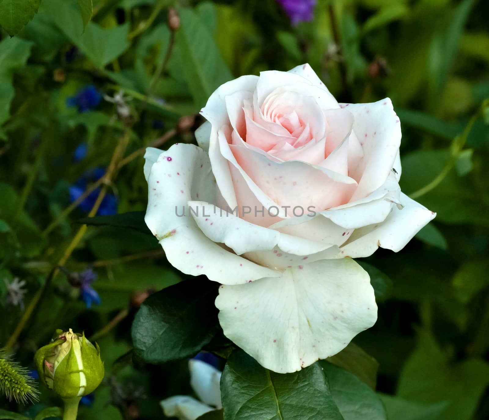 beautiful cream rose in early morning on dark green nature background