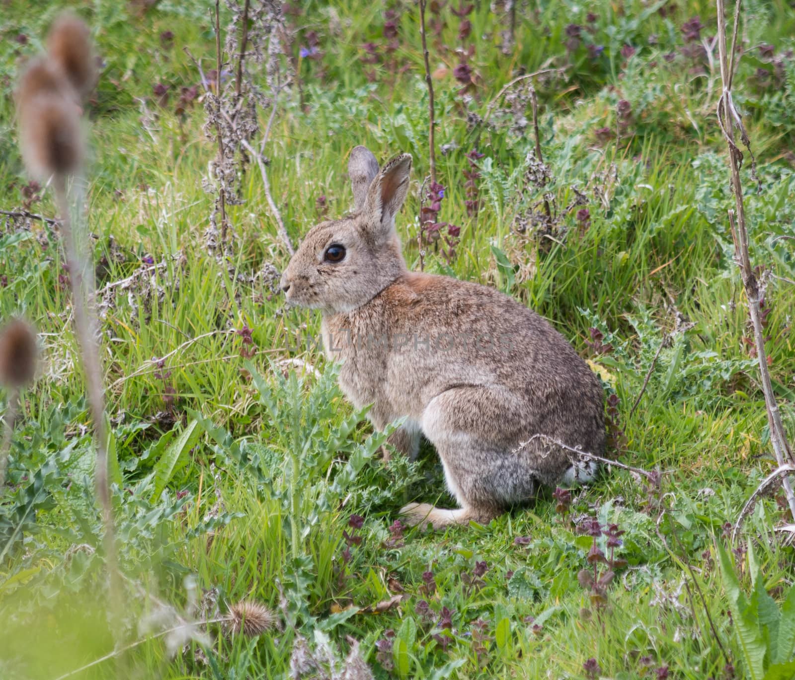 a wild rabbit seen on a countryside walk