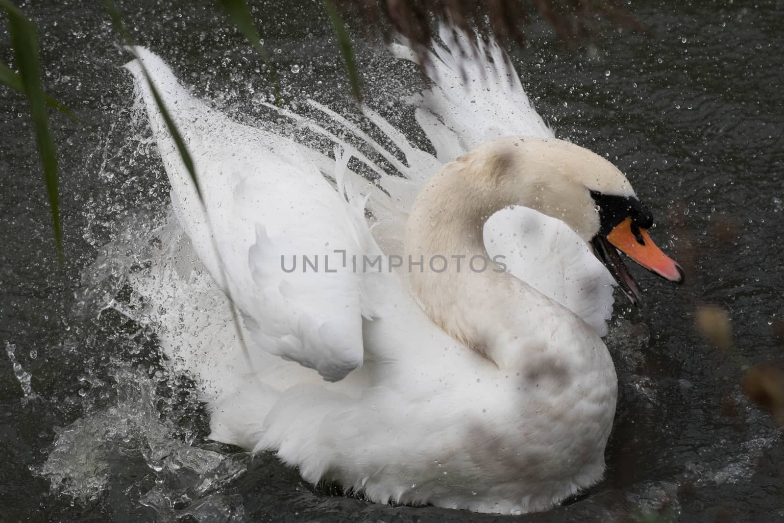 a swan splashes as it preens feathers in a river
