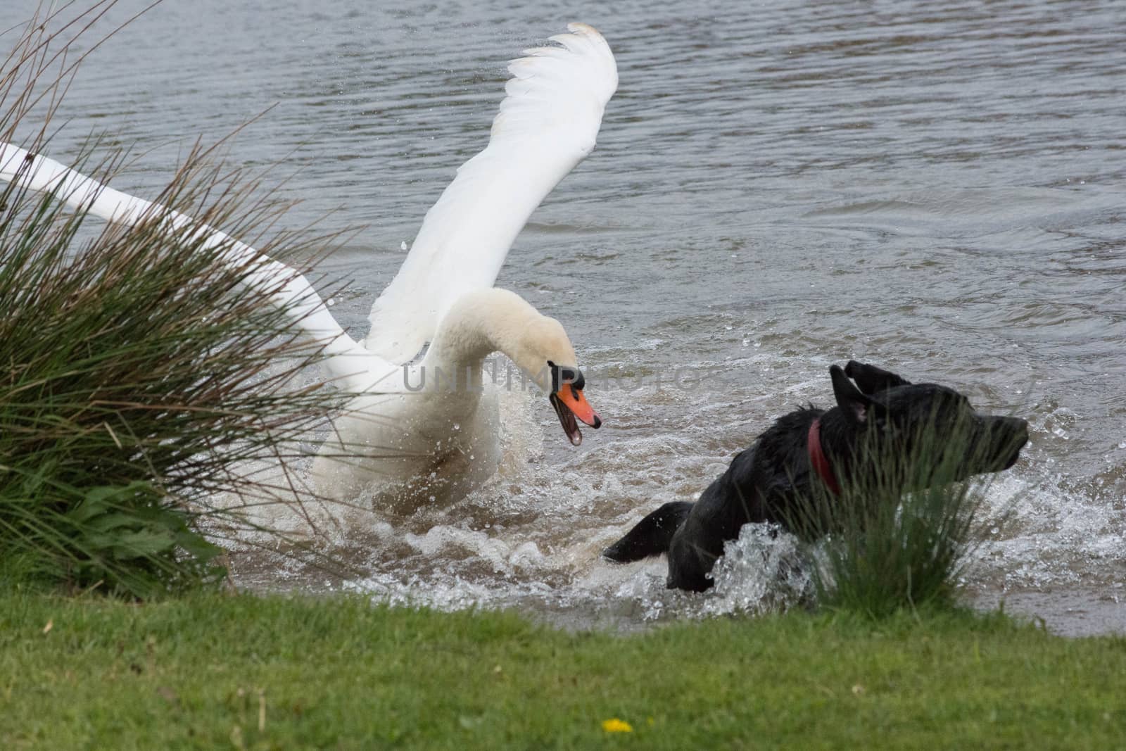 a male swan attacked by dog chases it off the pond