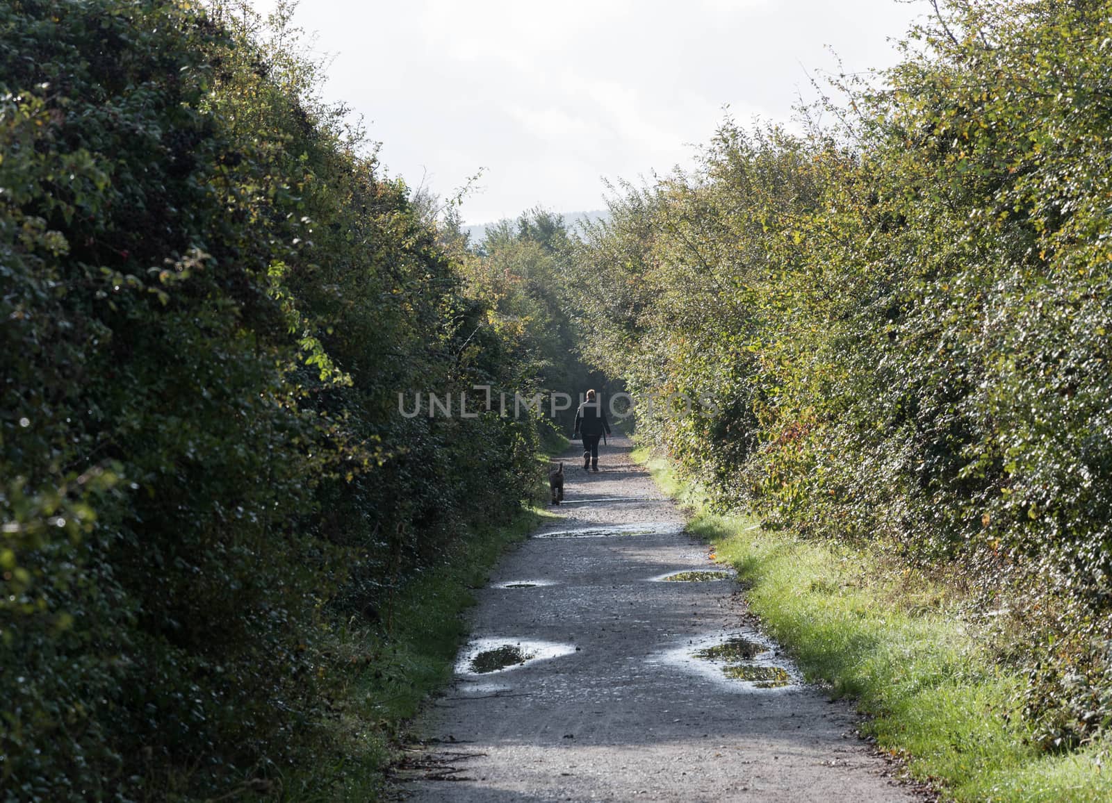 a man walks a dog down a country lane