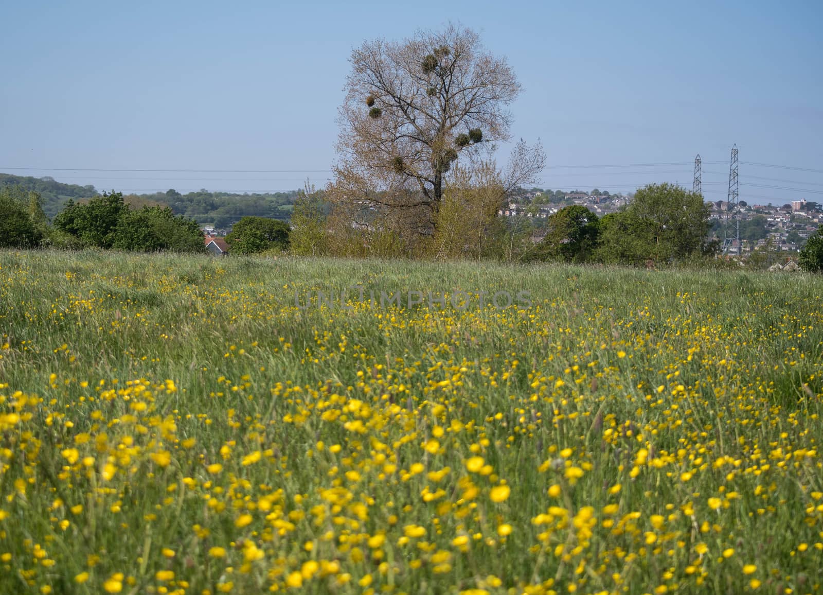 a wild flower meadow with a tree and mistletoe