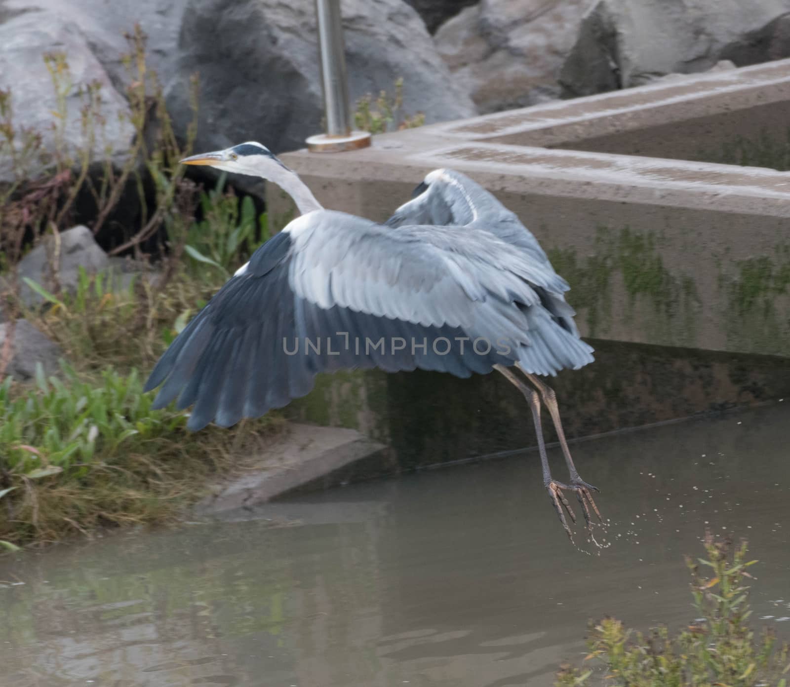 a Grey Heron takes flight from a reservoir wall