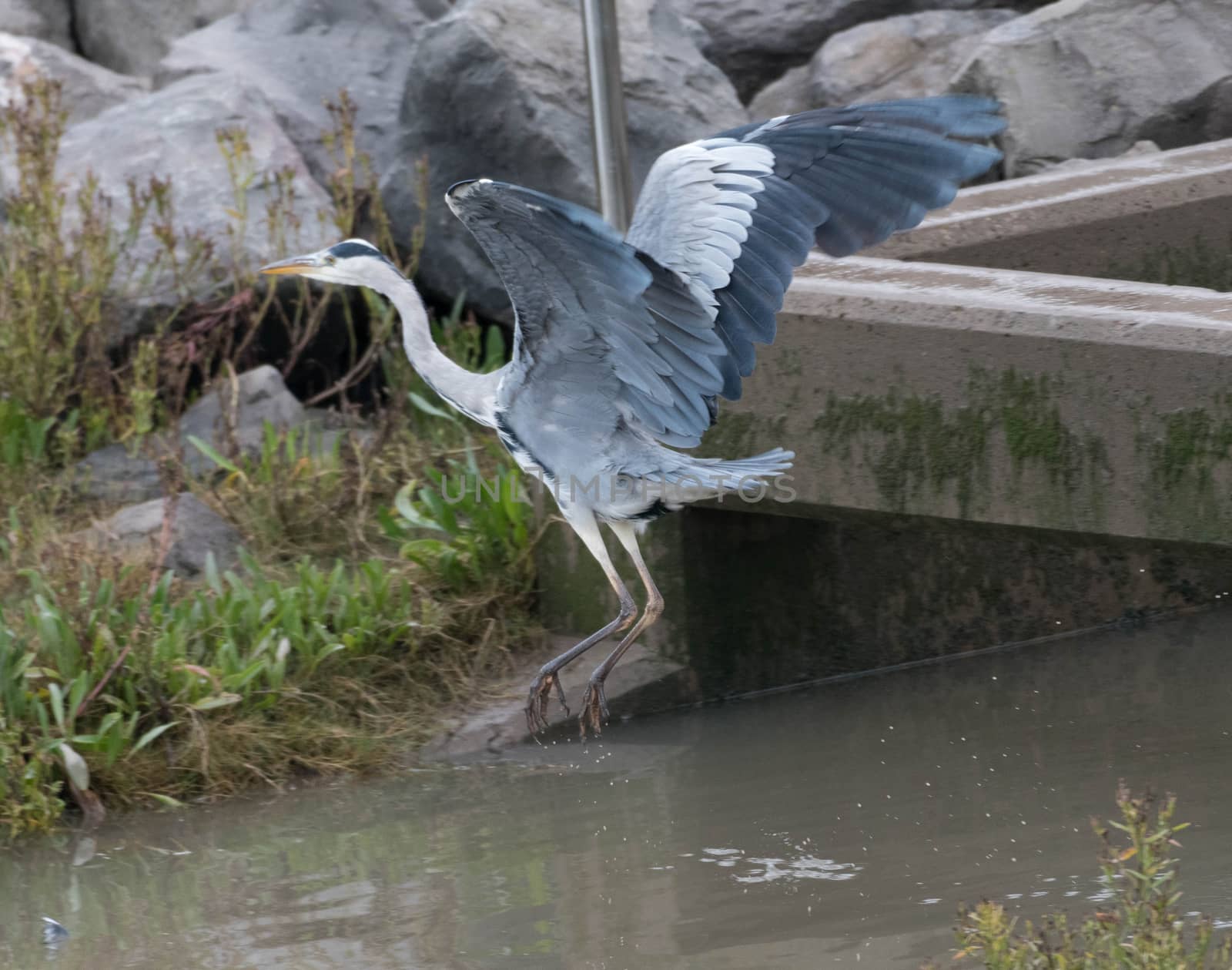 A Grey Heron flies from a reservoir wall