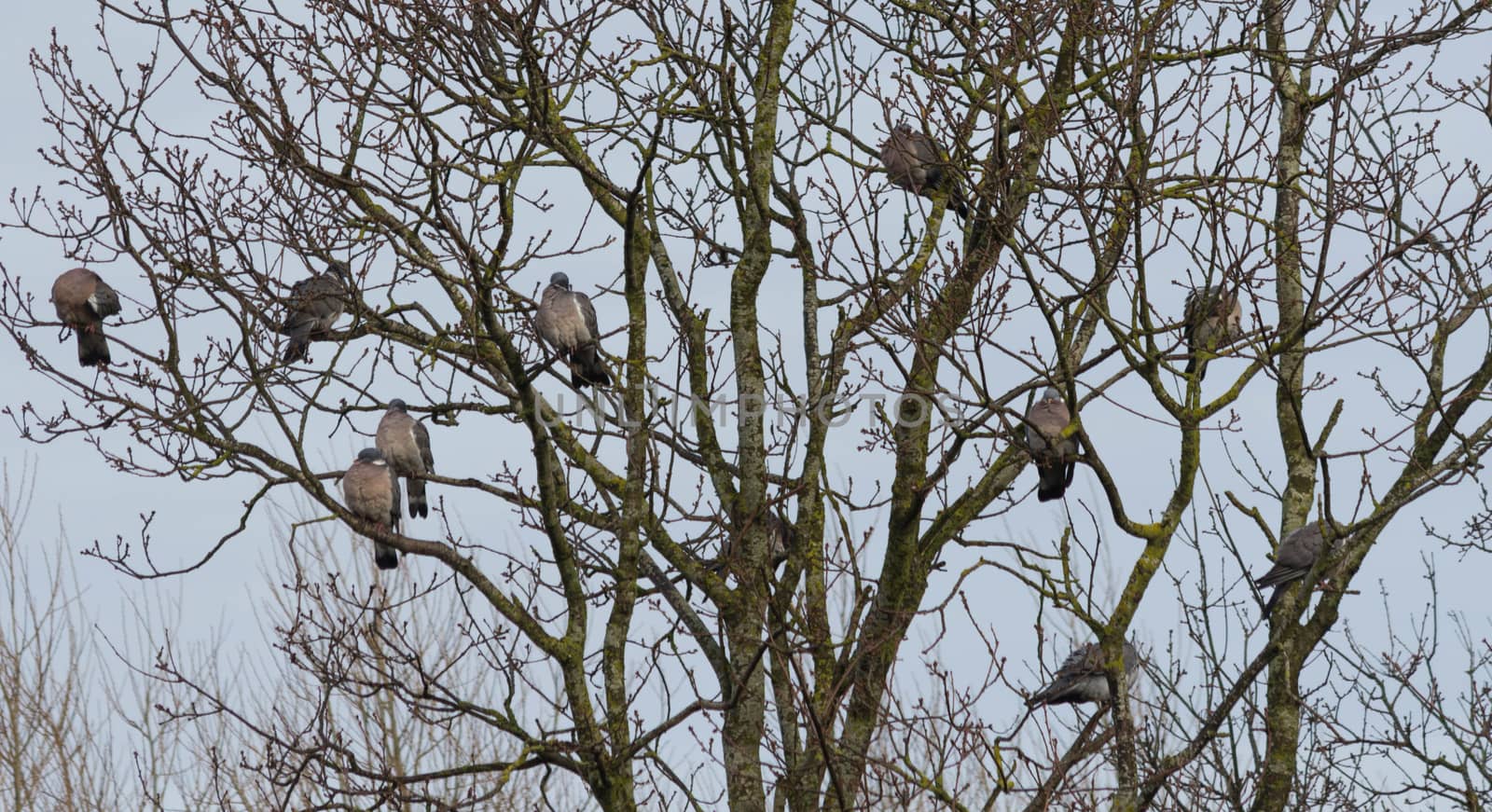 Ten pigeons gather together to roost in a tree