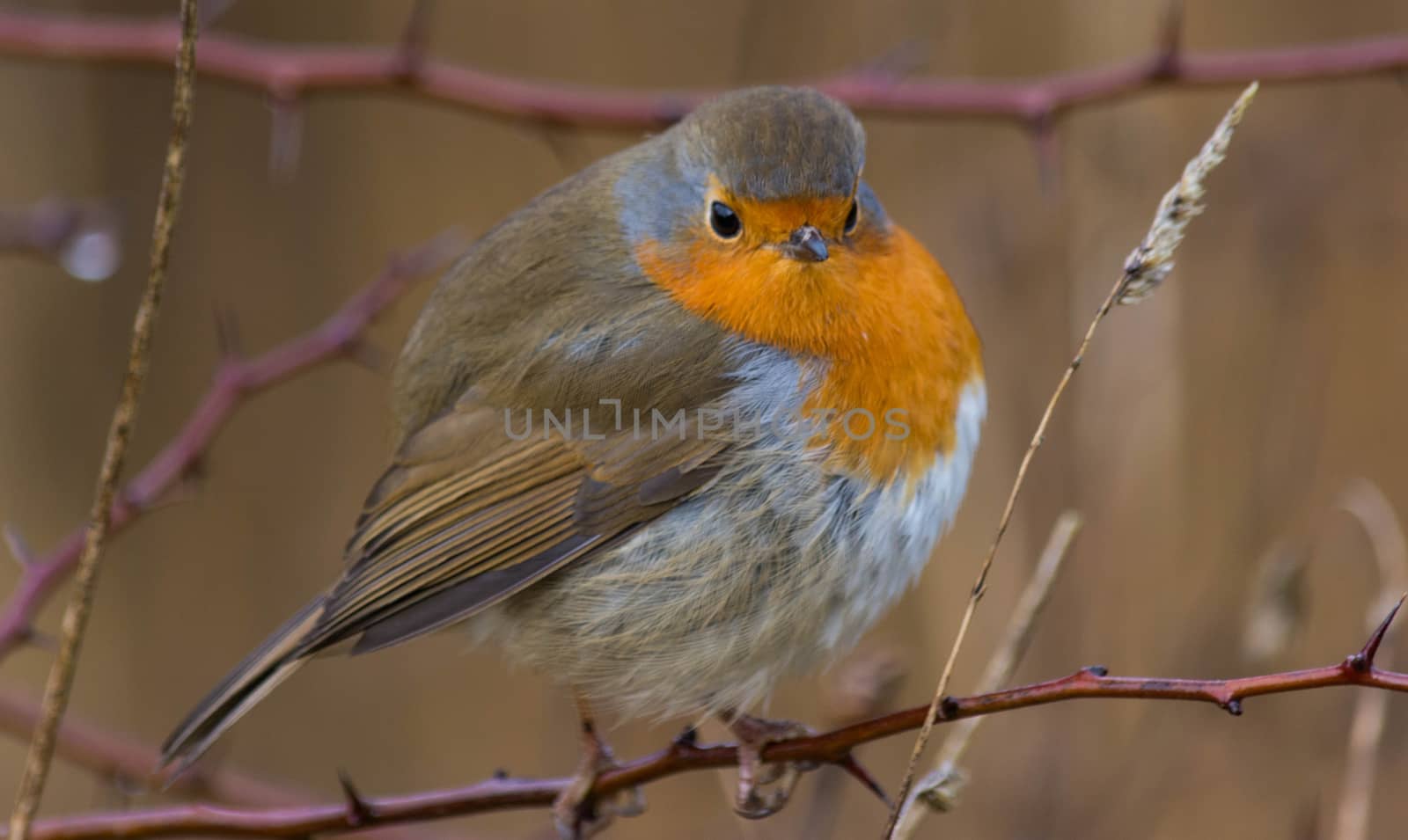 a fat Robin on a branch