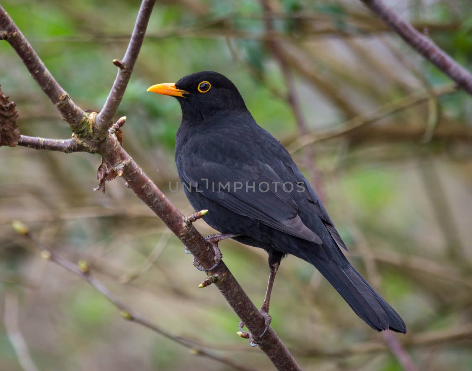 A blackbird with orange eye ring perched on a branch