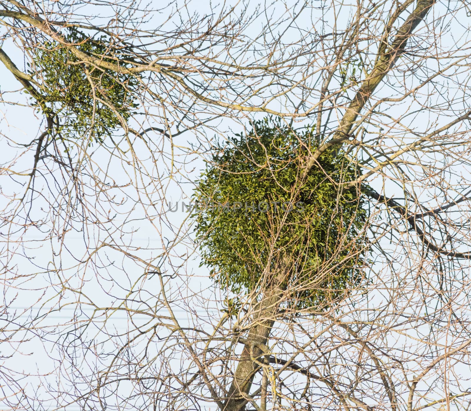 balls of mistletoe grow in a tree