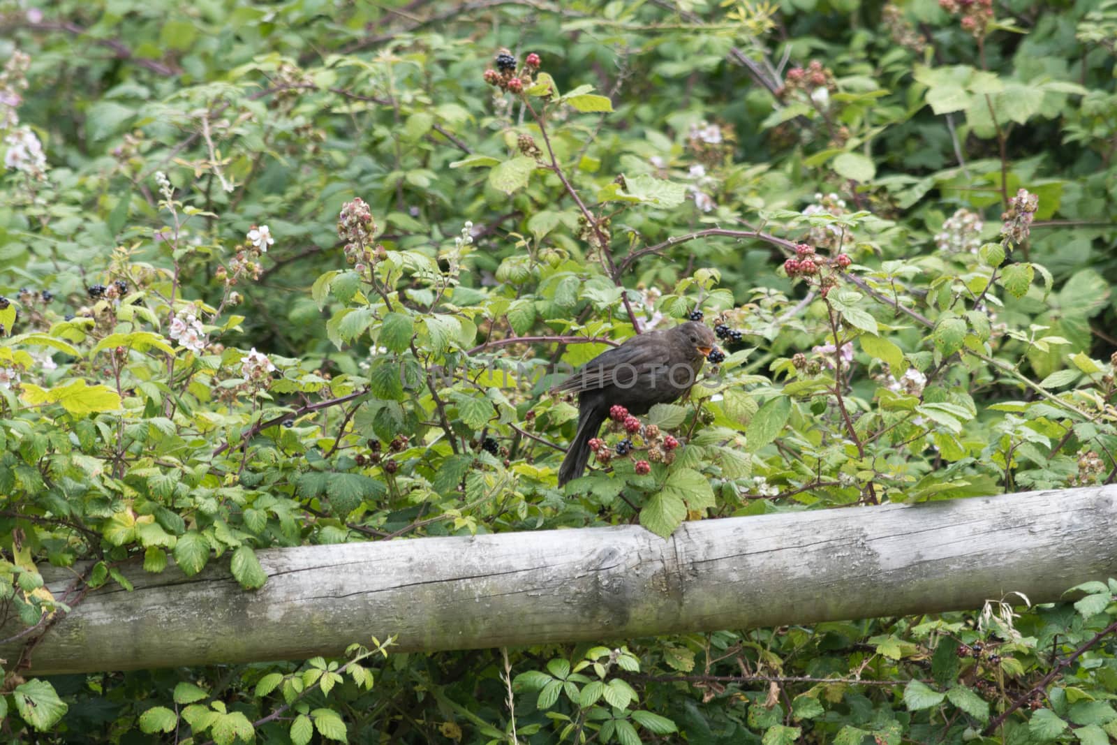 a country bird feeds on a wild blackberry