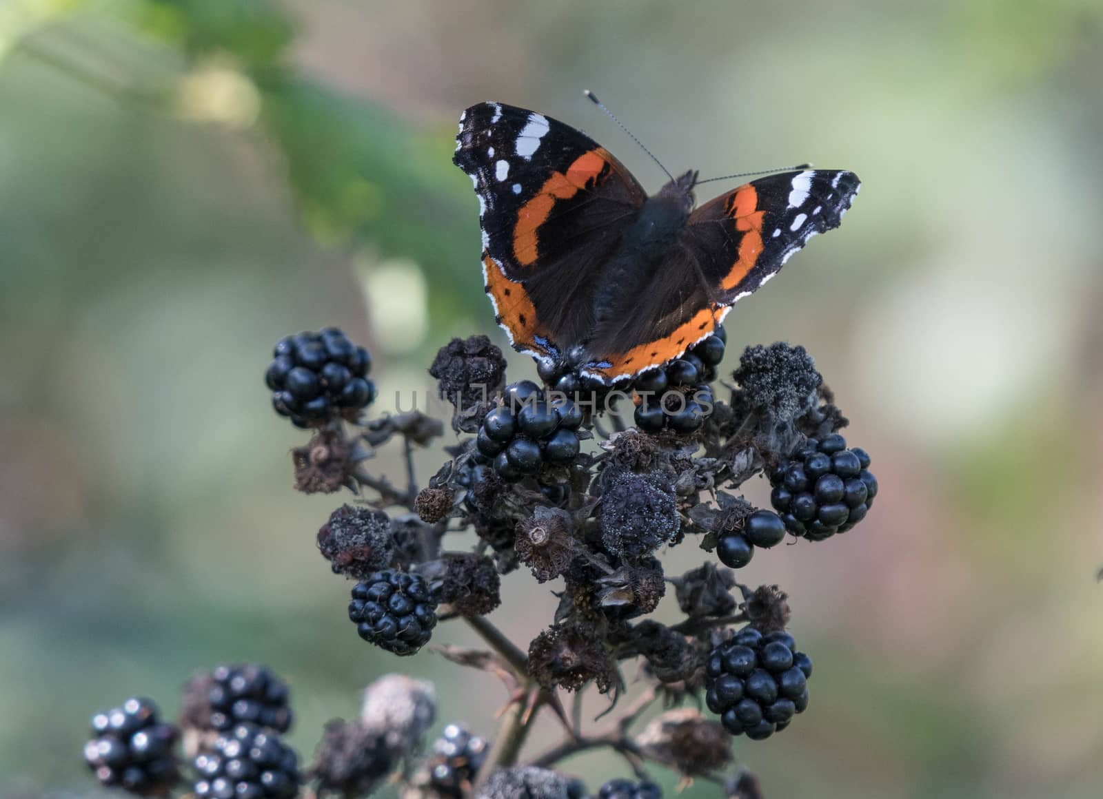 Red Admiral butterfly on a blackberry bush