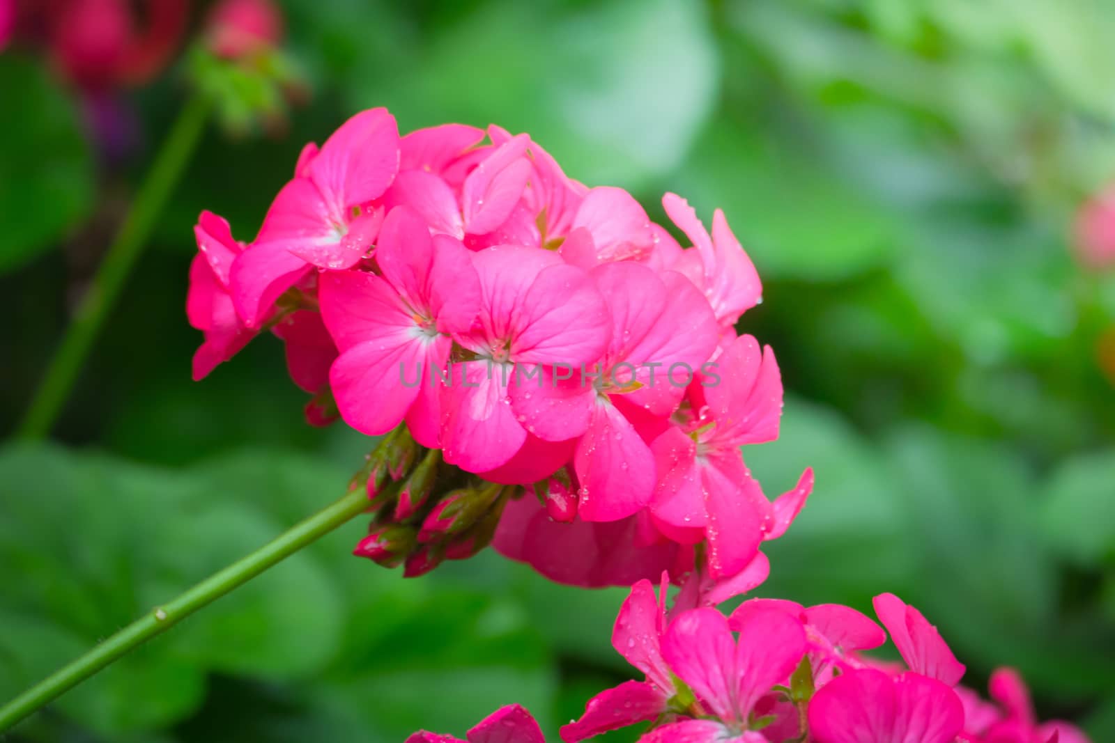 The background image of the colorful flowers by teerawit