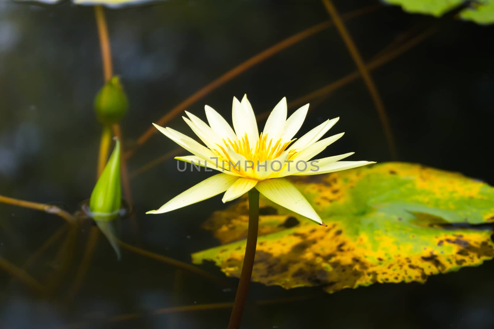 Lotus flowers blooming on the pond in summer by teerawit