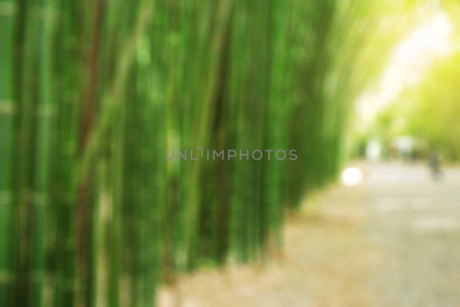 Bamboo garden and footpath with blurred images.