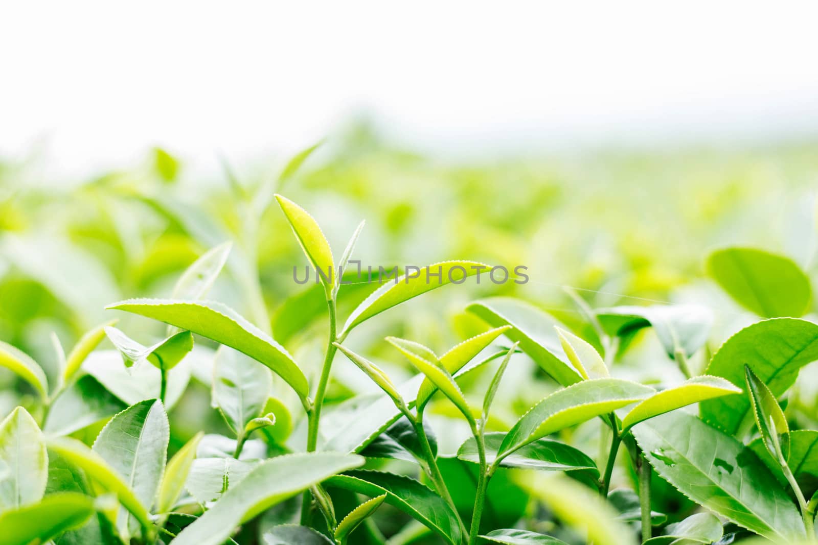 tea leaves in farm with a white sky background.