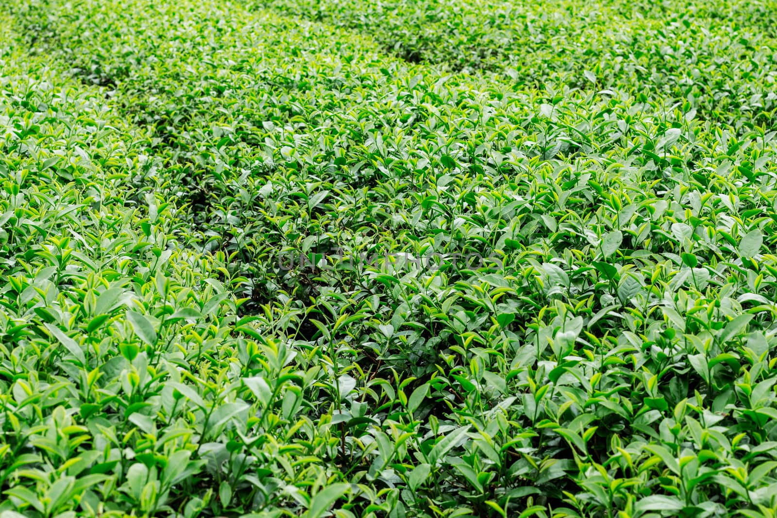 Tea on the farm with green background.