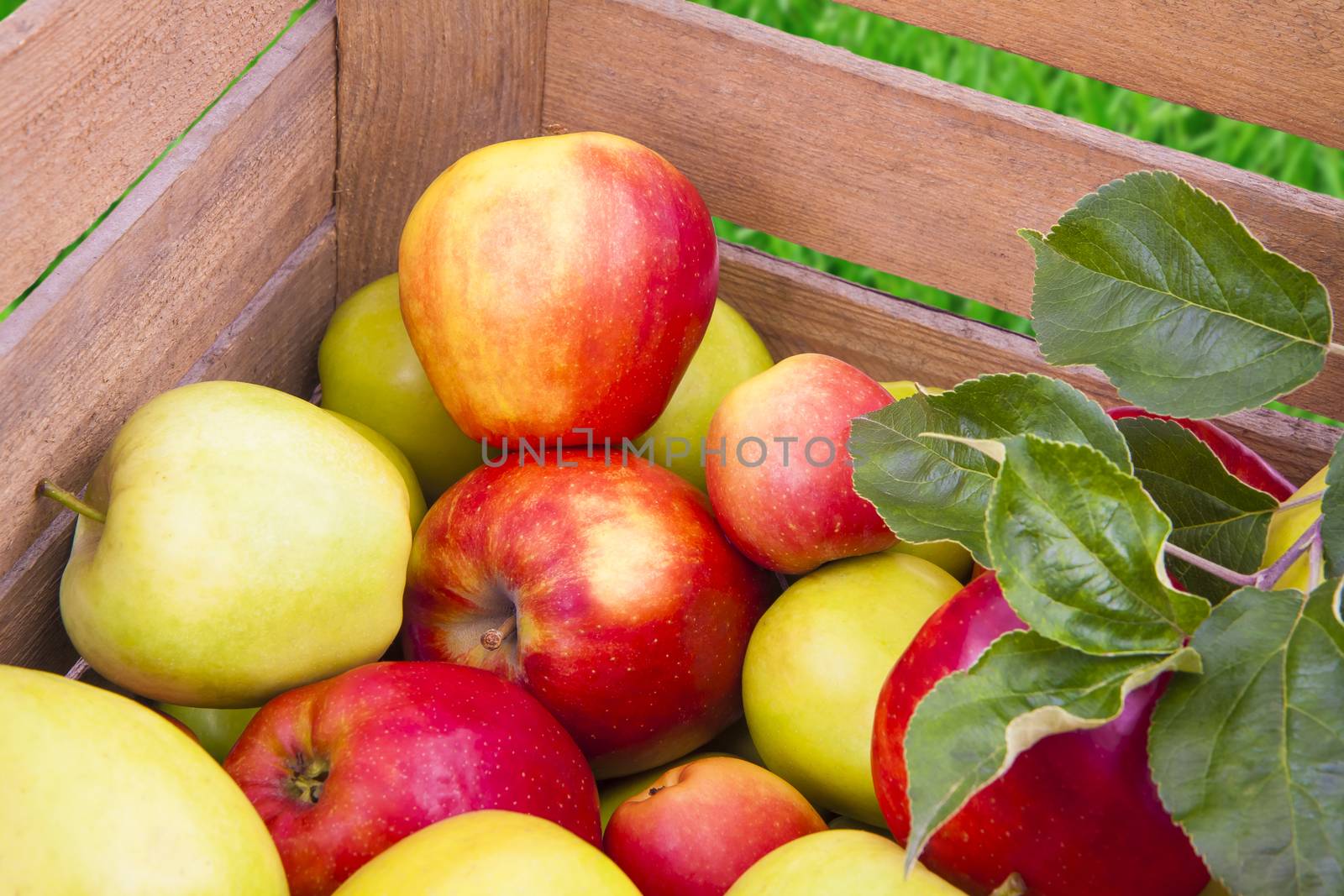 Fresh apples in wooden box by Gbuglok