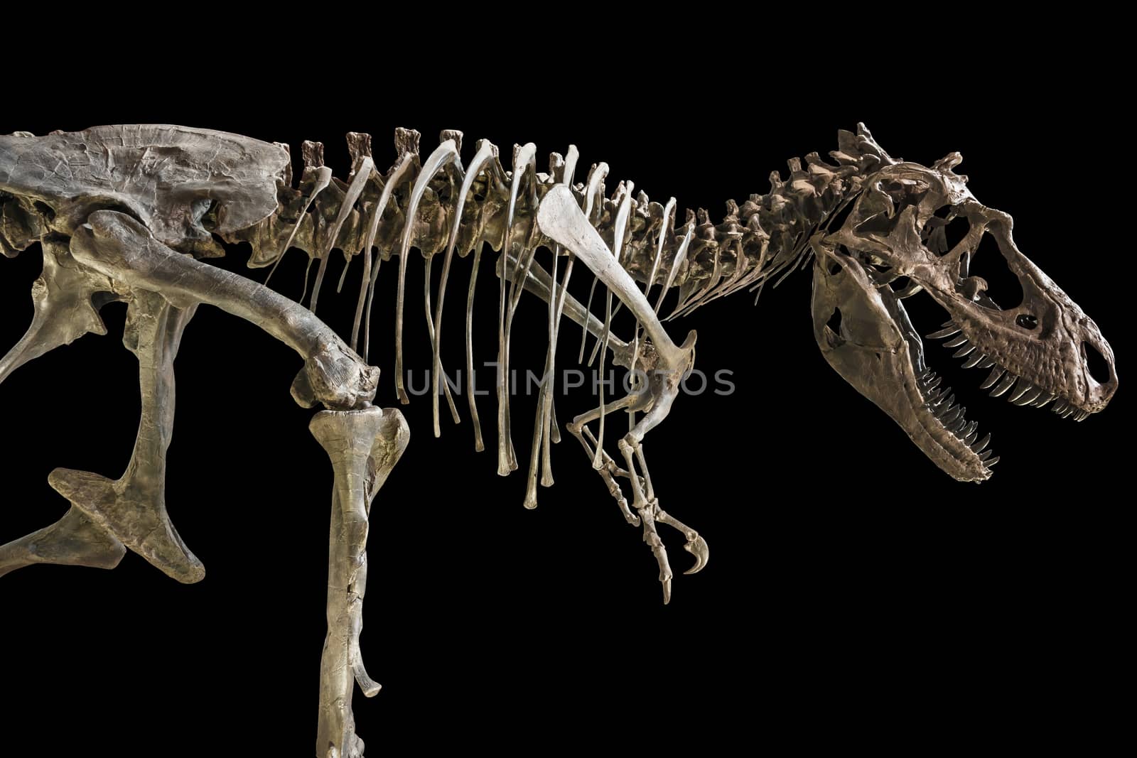 Tyrannosaurus Rex skeleton on isolated background .