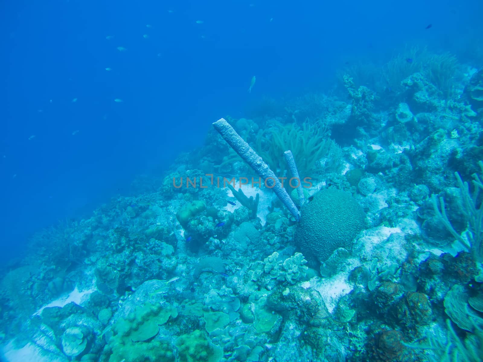 coral life caribbean sea underwater