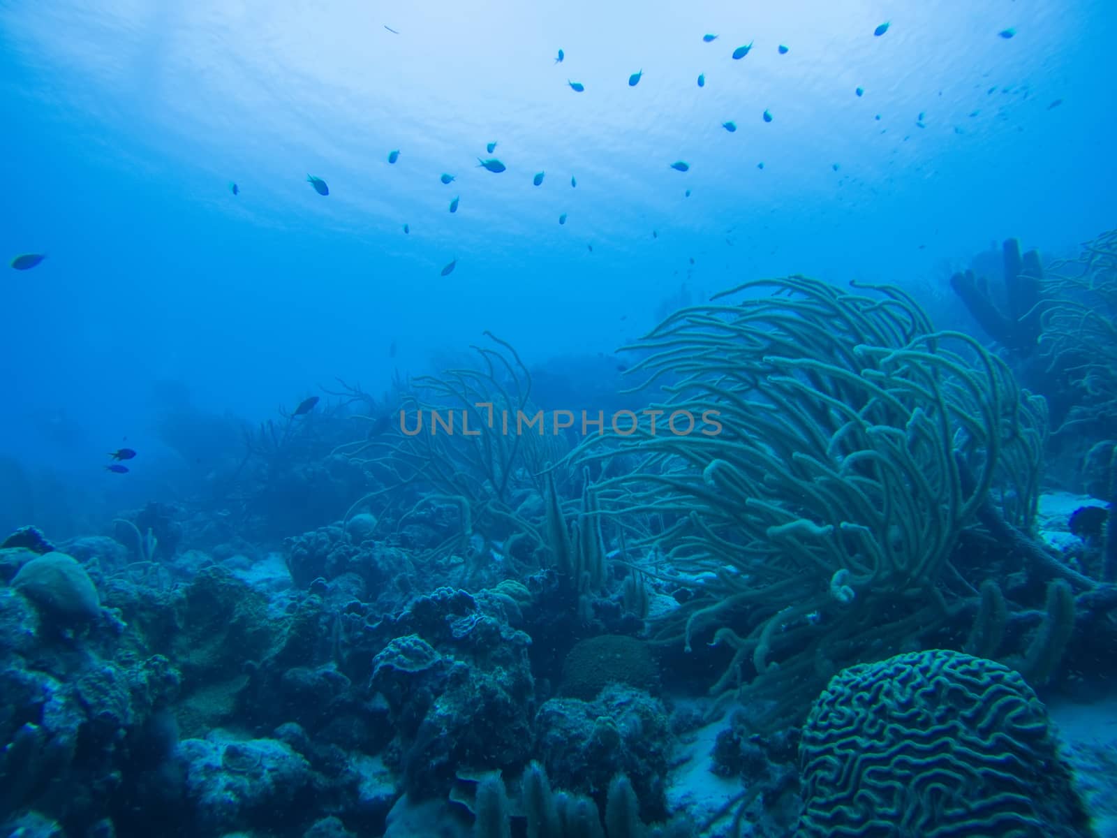 coral life caribbean sea underwater by desant7474