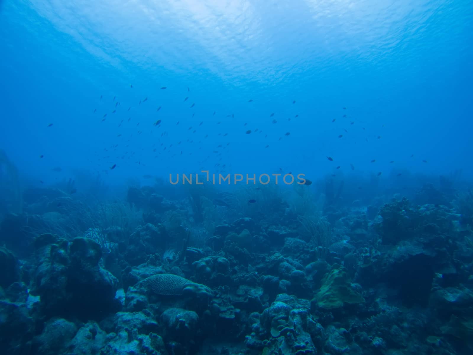 coral life caribbean sea underwater