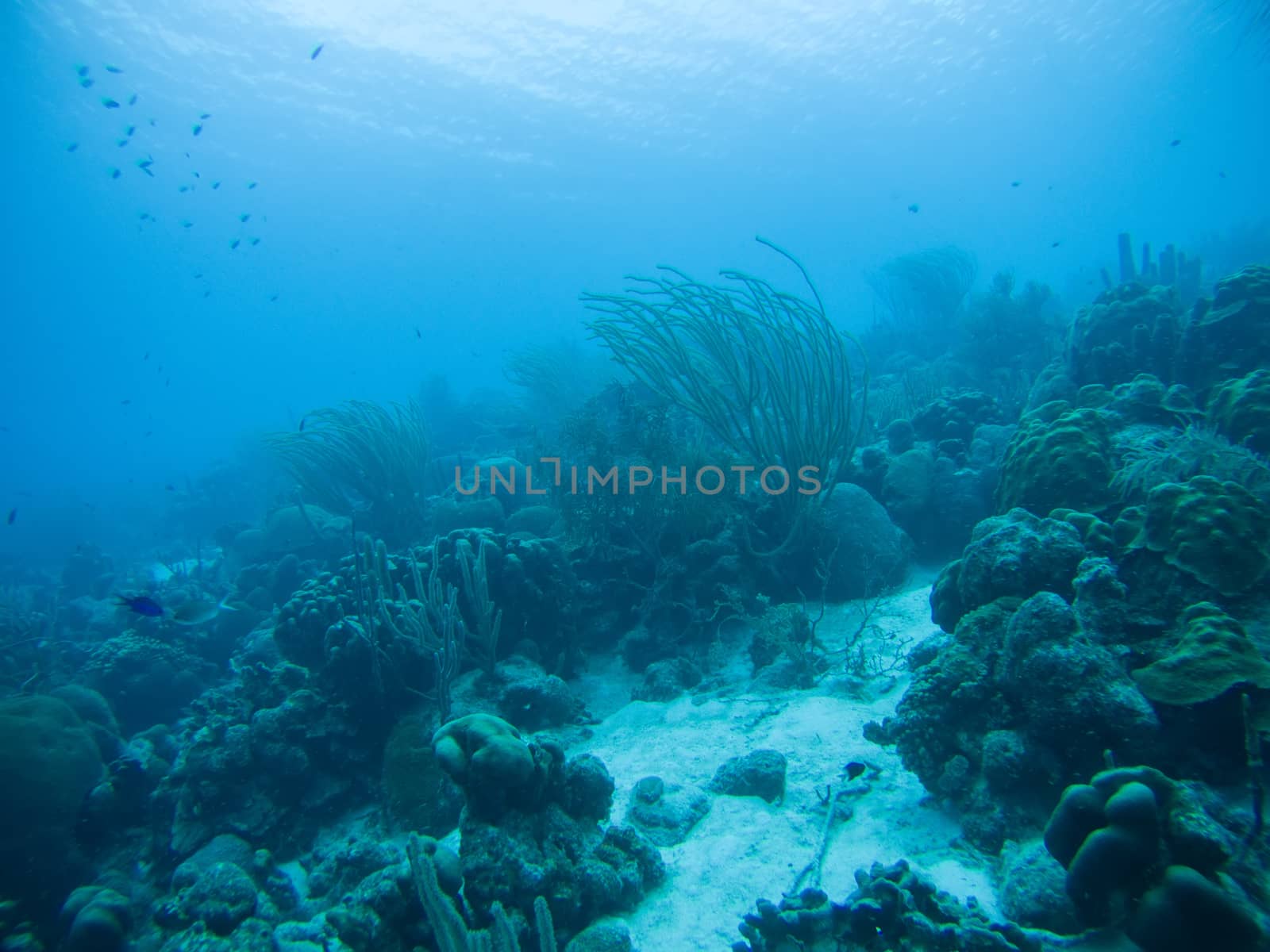 coral life caribbean sea underwater by desant7474